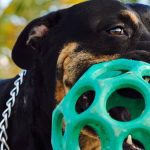 10 perros con la mordida más fuerte