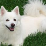 El American Eskimo Dog, a pesar de su nombre, no proviene de comunidades esquimales ni es originario de Alaska.