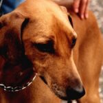 El Azawakh es una raza originaria del Sahel, una región semiárida del norte de África que incluye países como Mali, Níger y Burkina Faso.