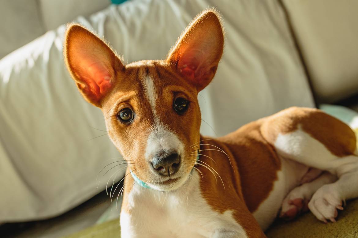 Basenji 2026