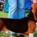 Con su cuerpo largo y bajo, orejas largas y caídas, y un pelaje corto y denso, esta raza cautiva con su expresión dulce y melancólica