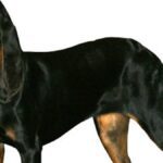 Es una raza de perro de caza originaria de Estados Unidos, conocida por su habilidad para rastrear y cazar presas, especialmente mapaches.