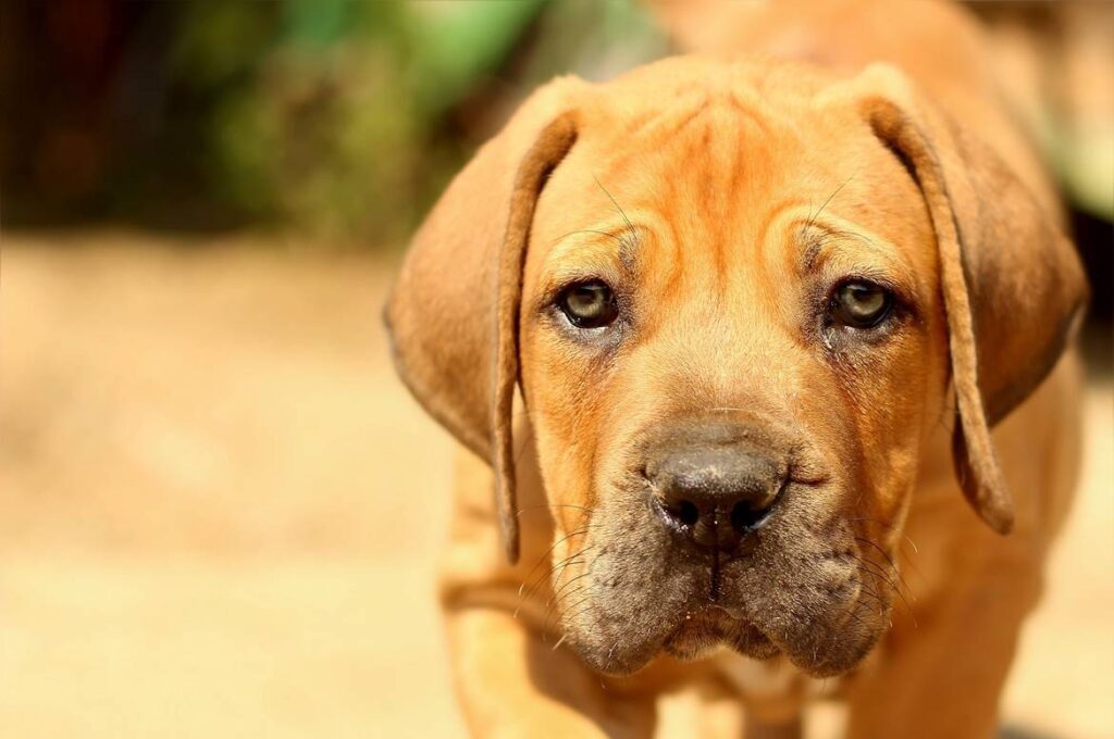 Ficha técnica del Boerboel