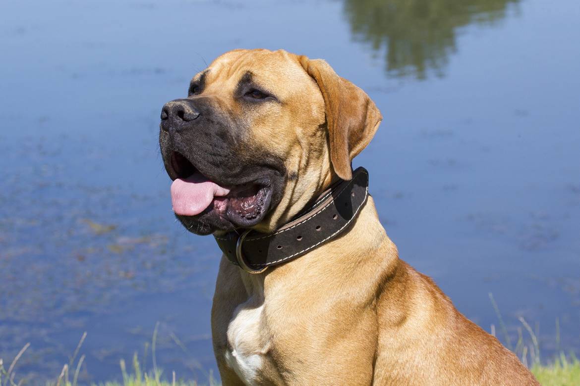 Ficha técnica del Boerboel