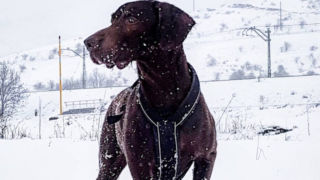 Cuando los cazadores alemanes buscaban un perro capaz de rastrear, señalar, cobrar y trabajar tanto en tierra como en agua.