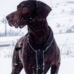 Cuando los cazadores alemanes buscaban un perro capaz de rastrear, señalar, cobrar y trabajar tanto en tierra como en agua.