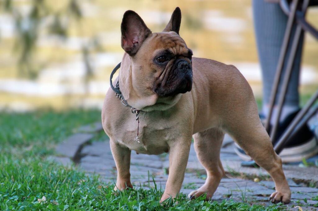 Bulldog Franc s 2026 Bulldog Franc s 2026