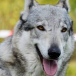  El Perro Lobo Checoslovaco (en checo Československý vlčák) es una raza relativamente reciente que nace en la antigua Checoslovaquia durante