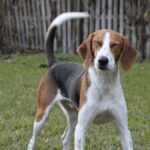 El Foxhound Inglés es una raza de perro de caza originaria de Inglaterra, criada específicamente para la caza del zorro en jaurías.