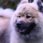 Es el resultado del cruce entre el Chow Chow, el Samoyedo y el Wolfspitz, combinando las mejores características de estas razas.