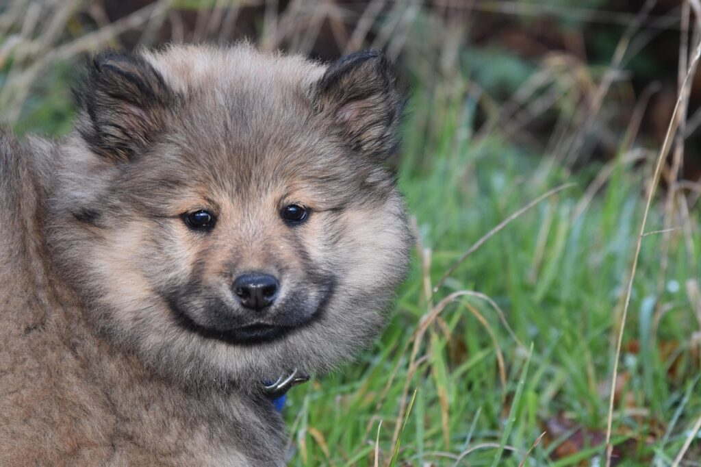 es una raza de perro originaria de Alemania, desarrollada en la década de 1960 a partir del cruce entre el Chow Chow, el Keeshond y el Samoyedo.
