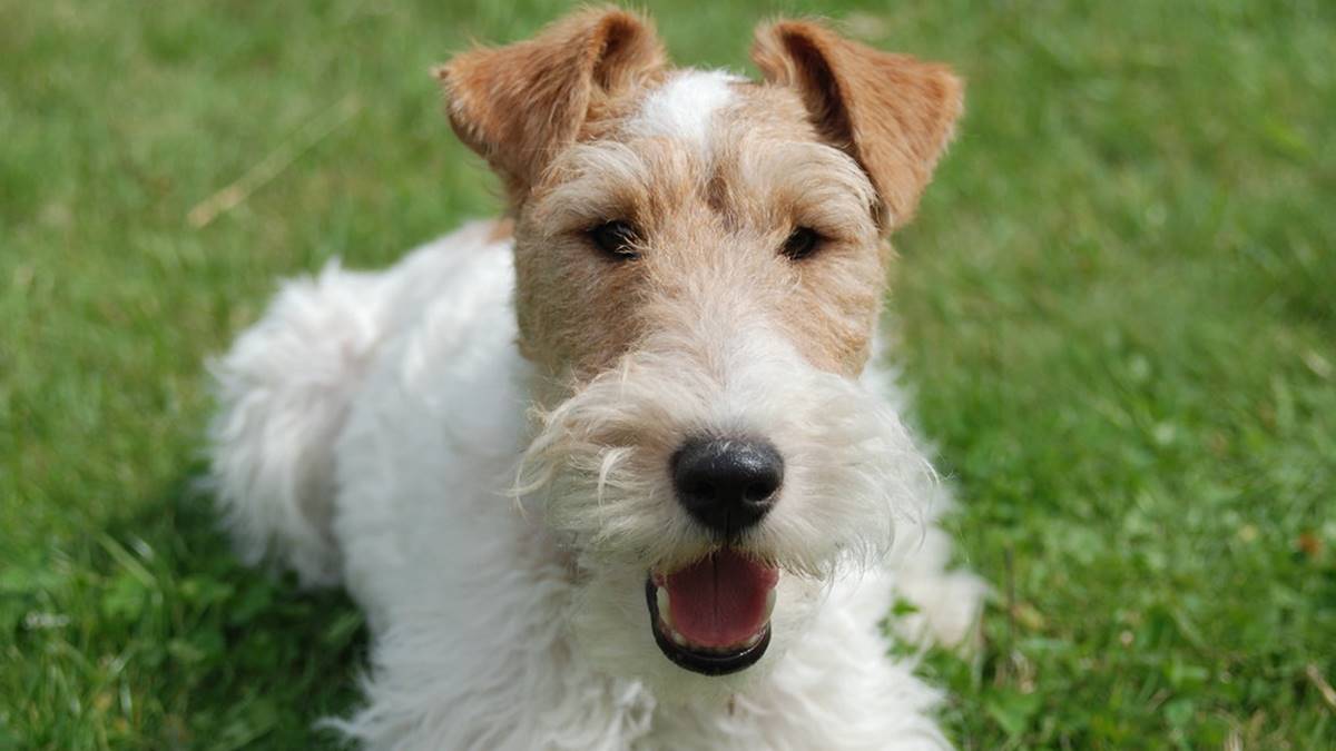 Fox terrier de pelo de alambre 2026