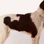 El Sabueso de Halden, conocido en noruego como Haldenstøver, es una raza canina originaria de Noruega, específicamente de la región de Halden en el sureste del país.