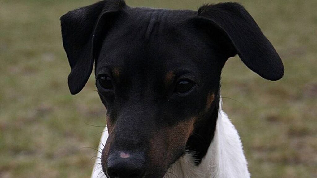 El Terrier Japonés (Nihon Teria) tiene una historia fascinante que combina influencias extranjeras con la tradición japonesa.