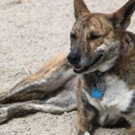 Lo que ayudó a conservar sus rasgos únicos sin cruces con otras razas.