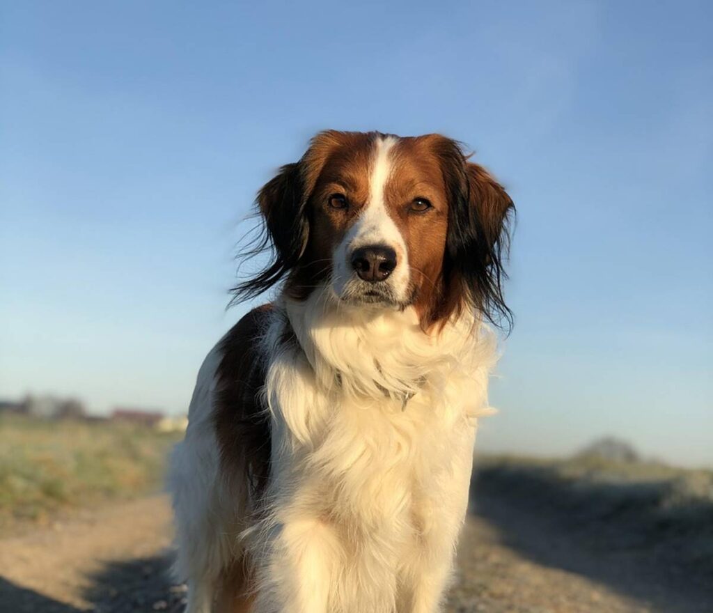  El Kooikerhondje, también conocido como Perro Holandés de Caza de Patos, es una raza originaria de los Países Bajos con raíces que se remontan al siglo XVI.
