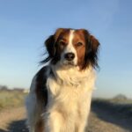  El Kooikerhondje, también conocido como Perro Holandés de Caza de Patos, es una raza originaria de los Países Bajos con raíces que se remontan al siglo XVI.