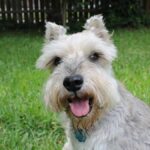 Es una raza de perro pequeña pero robusta, originaria de Alemania, criada originalmente para el control de roedores en granjas.