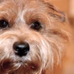 Fueron criados originalmente para cazar alimañas, y su tamaño compacto y resistencia los hacen perfectos para esta tarea.