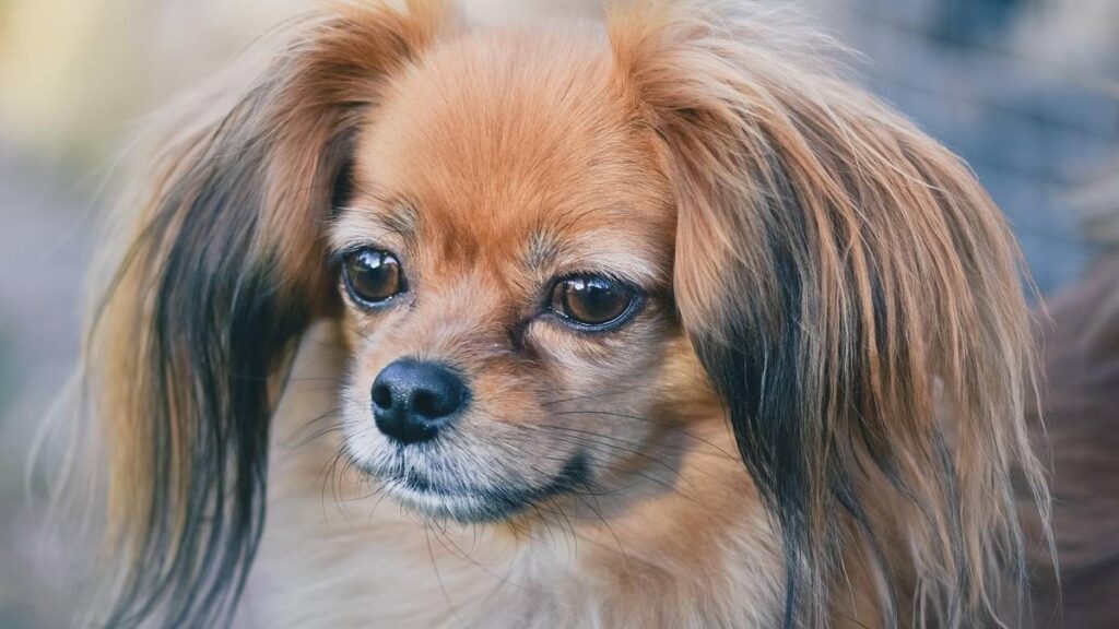 El Papillón es una de las razas de perro más antiguas de tipo spaniel enano, con orígenes que se remontan al siglo XVI en Europa.