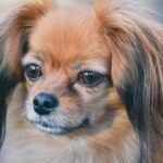 El Papillón es una de las razas de perro más antiguas de tipo spaniel enano, con orígenes que se remontan al siglo XVI en Europa.