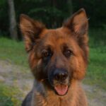 Para ello, cruzó diferentes perros pastores regionales alemanes, eligiendo siempre a los ejemplares con mejor capacidad de trabajo.