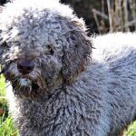 Como pastorear ganado, cazar y, especialmente, para ayudar a los pescadores en las costas y marismas, recuperando redes o presas en el agua.