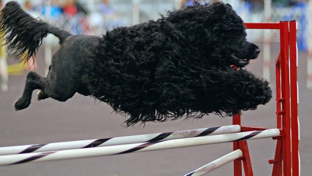  El Perro de Agua Portugués (Cão de Agua Portugués) tiene sus orígenes en la región costera del Algarve, en el sur de Portugal.