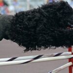  El Perro de Agua Portugués (Cão de Agua Portugués) tiene sus orígenes en la región costera del Algarve, en el sur de Portugal.