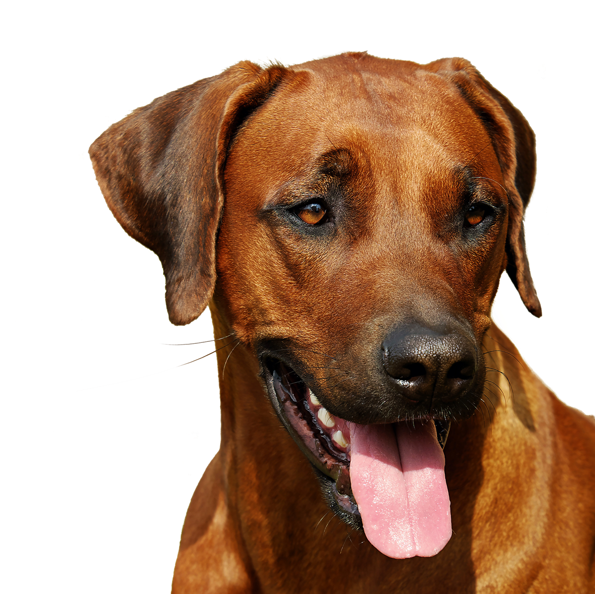 Rhodesian Ridgeback 2026