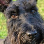 El Scottish Terrier es una raza pequeña, pero robusta originaria de Escocia, famosa por su distintiva barba y cejas.