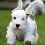 Es un perro pequeño pero robusto, con un característico pelaje blanco y un bigote distintivo.
