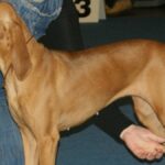 Es grande, fuerte y de pelaje blanco y espeso. Leal y protector con su familia, pero reservado con extraños.