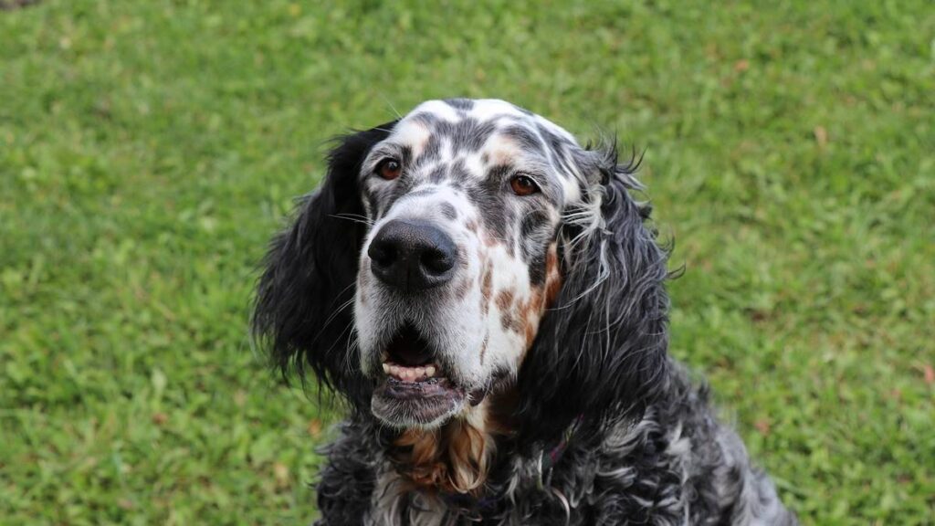 El Setter inglés es un perro de caza originario del Reino Unido, conocido por su elegancia, inteligencia y naturaleza amigable.