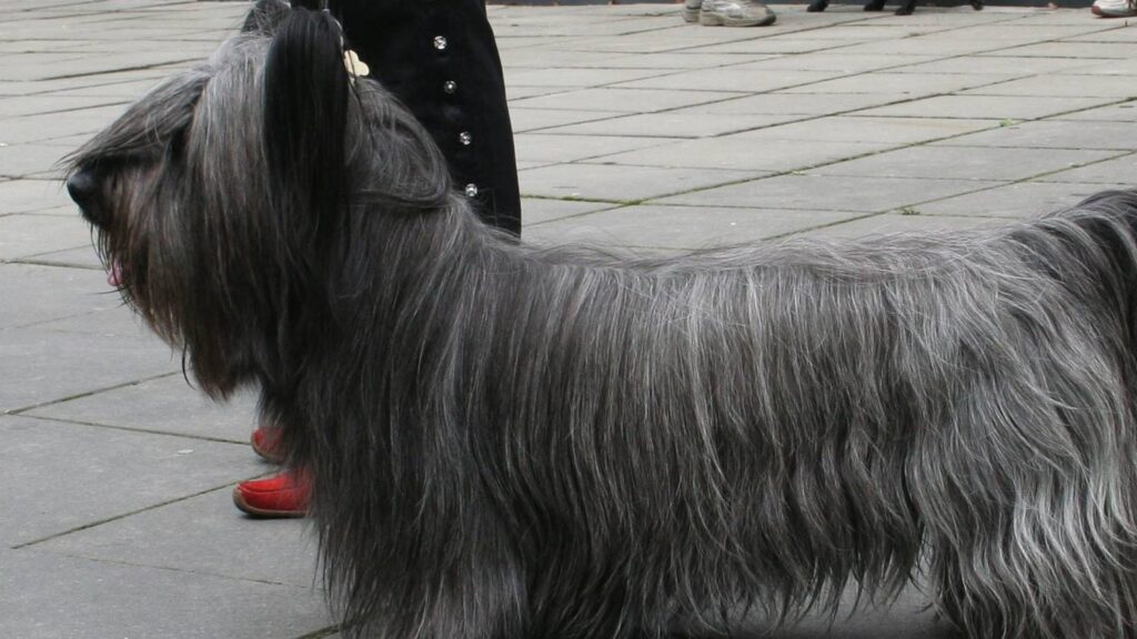 El Skye Terrier es una raza originaria de la isla de Skye, en Escocia, criada originalmente para la caza de zorros y tejones.