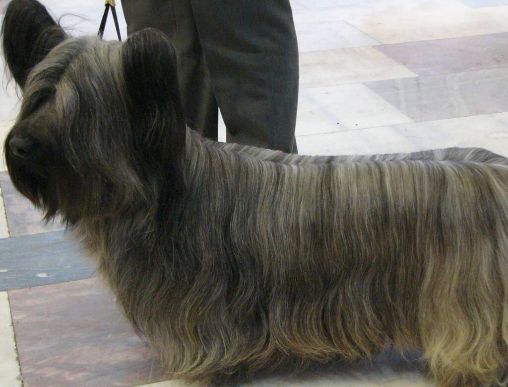El Skye Terrier es una raza originaria de la isla de Skye, en Escocia, criada originalmente para la caza de zorros y tejones.