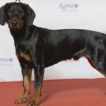 El Slovenský Kopov, o Sabueso Eslovaco, es un perro de caza originario de Eslovaquia, conocido por su valentía, resistencia y gran olfato.