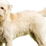 El Smoushond Holandés es una raza de perro originaria de los Países Bajos, conocida por su carácter alegre.