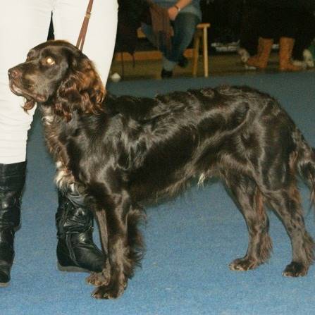 es un perro de caza versátil originario de Alemania, criado para rastrear, levantar y recuperar presas tanto en tierra como en agua.