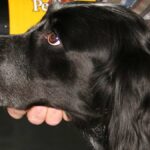 El Spaniel Azul de Picardía es una raza francesa de tamaño mediano (55-60 cm y 18-24 kg), con un pelaje azul moteado característico.