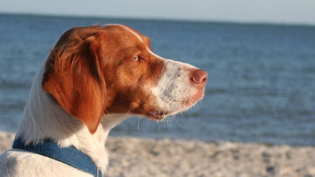 El Spaniel Bretón es un perro de tamaño mediano, originario de Francia, conocido por su energía, inteligencia y habilidades de caza.