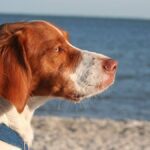 El Spaniel Bretón es un perro de tamaño mediano, originario de Francia, conocido por su energía, inteligencia y habilidades de caza.