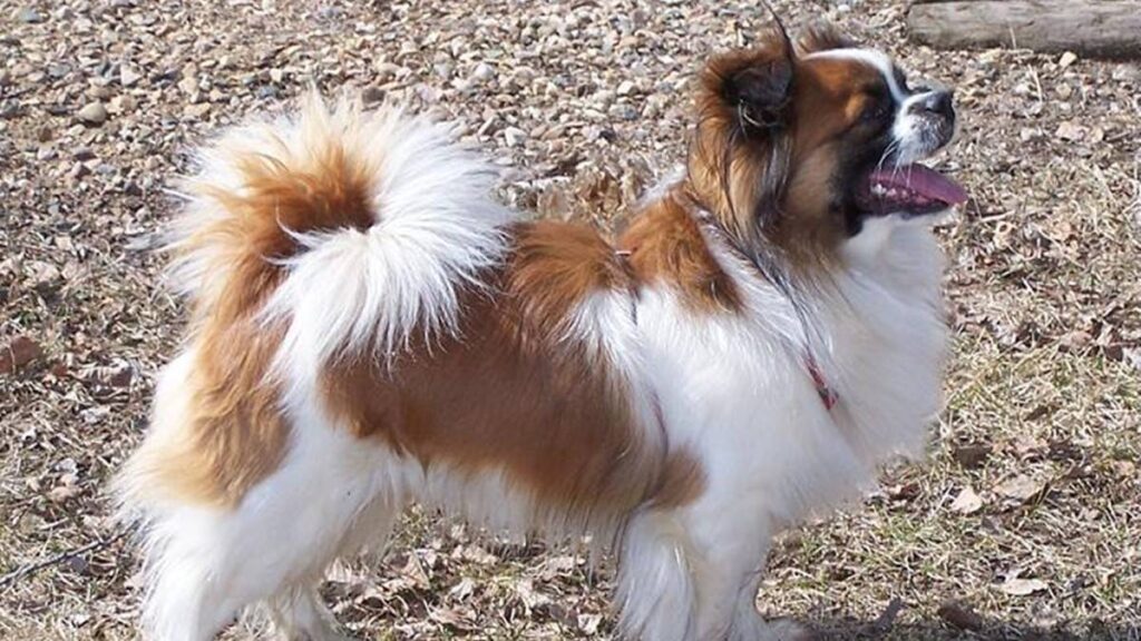 Es un perro pequeño originario del Tíbet, conocido por su lealtad y carácter independiente. Mide entre 22 y 26 cm y pesa de 4 a 7 kg.