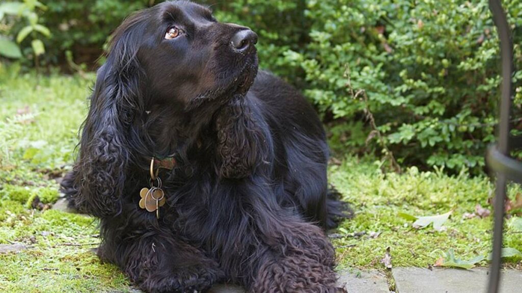 El Spaniel de Campo es un perro de origen inglés, de tamaño mediano (43-46 cm, 18-25 kg), con pelaje largo y sedoso.