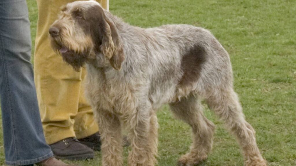 El Spinone Italiano es un perro originario de Italia, robusto, musculoso y de pelaje áspero, ideal para la caza y la compañía.