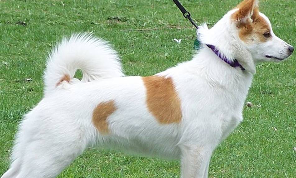 El Spitz de Norbotten es un perro originario de Suecia, de tamaño mediano (40-45 cm y 11-15 kg), con un cuerpo compacto y ágil.