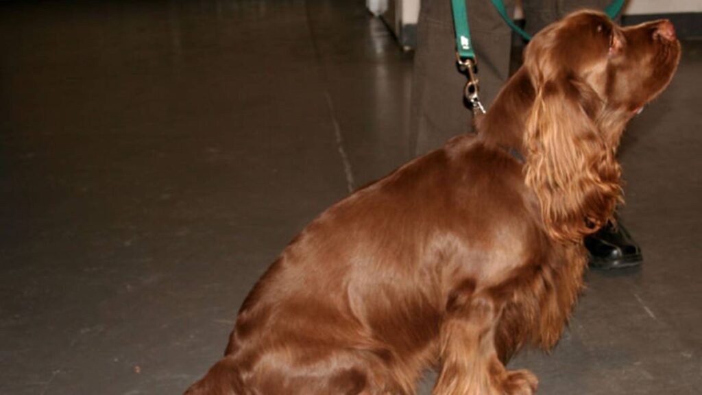 El Sussex Spaniel es una raza de perro de caza originaria de Inglaterra, conocida por su carácter tranquilo y leal.