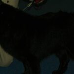 Suecia, este perro de tamaño mediano ha sido utilizado históricamente por los pueblos sami para pastorear renos y como perro de compañía.