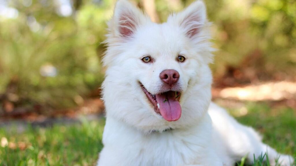 El Lapphund Sueco es una raza de perro originaria de Suecia, criada históricamente por el pueblo sami para el pastoreo de renos.