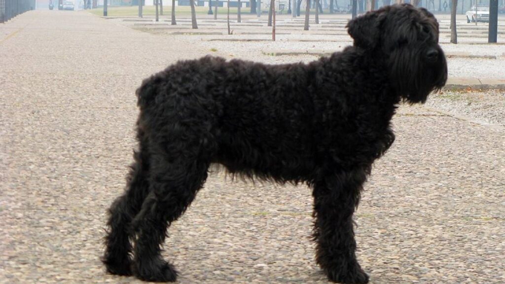 El Terrier Negro Ruso tiene una historia fascinante que comienza en la Unión Soviética después de la Segunda Guerra Mundial.